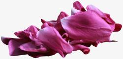一堆紫色的花瓣素材