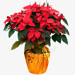 圣诞红花盆栽一品红高清图片