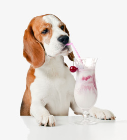 长耳朵狗喝饮料的长耳朵狗高清图片