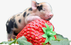 趴在白纸上的宠物趴在草莓上的宠物猪高清图片