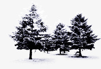 冬季雪树海报背景素材