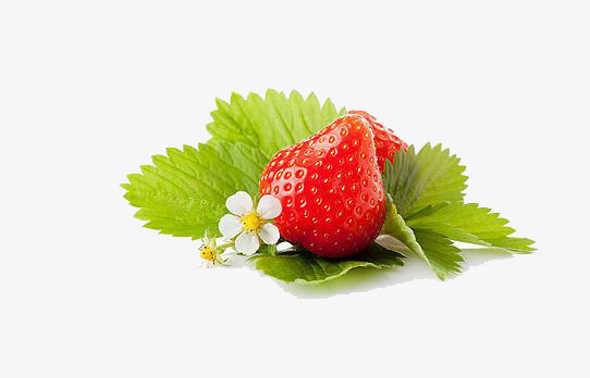 躺在绿叶上的草莓png免抠素材_新图网 https://ixintu.com 果实 白花 绿叶 草莓 莓叶