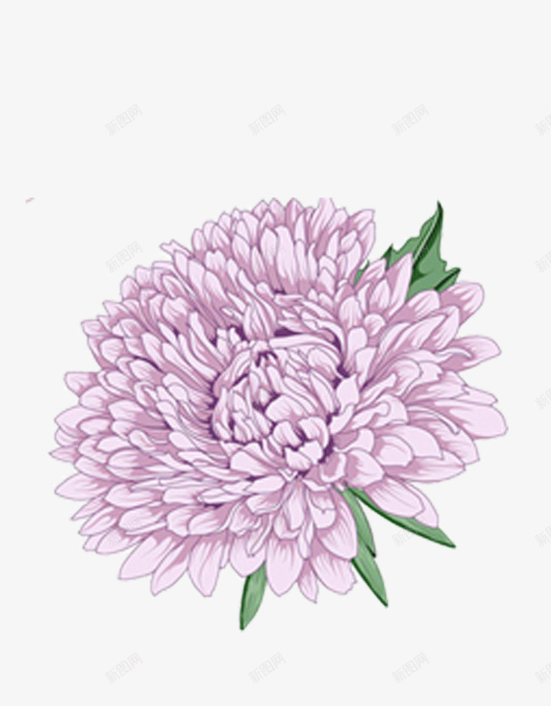 手绘菊花png免抠素材_新图网 https://ixintu.com 手绘画 矢量装饰 紫色的花 菊花 装饰