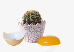 鸡蛋壳盆栽仙人球高清图片