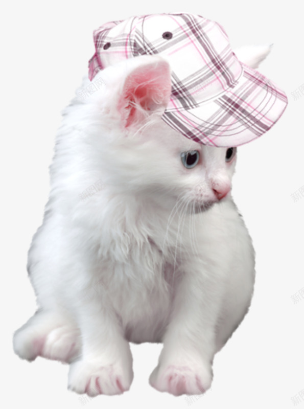 戴着帽子的猫咪png免抠素材_新图网 https://ixintu.com 可爱 猫咪 白色猫咪 相位 萌宠