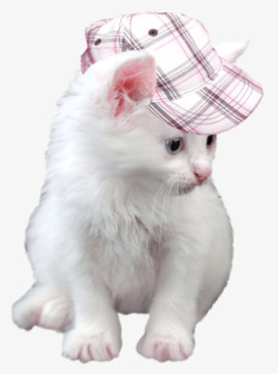 戴着帽子飞戴着帽子的猫咪高清图片