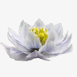 白色雪莲花纯洁花朵素材