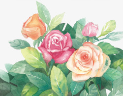 彩绘香槟玫瑰彩绘玫瑰花花卉元素高清图片