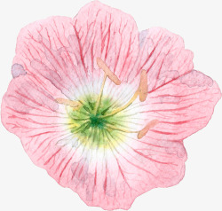 手绘水彩粉色花朵花蕊素材