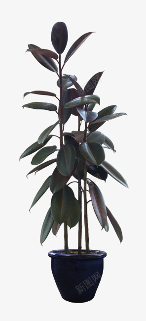艺术花盆png免抠素材_新图网 https://ixintu.com 植物 盆景 盆栽 艺术花盆