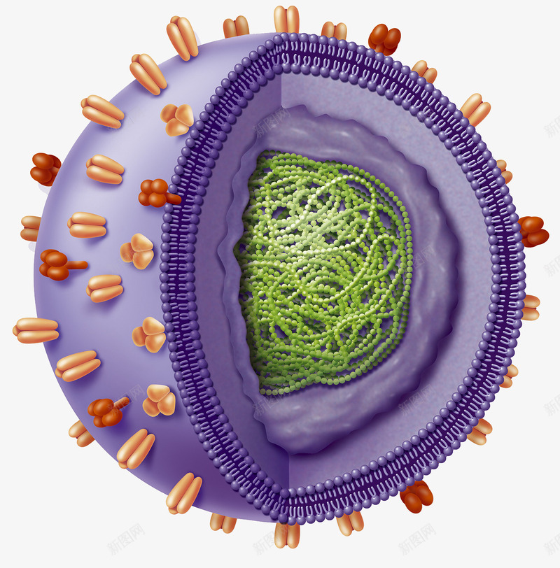 人体病毒入侵图标png_新图网 https://ixintu.com 免疫系统 抗体 抗原标记 病毒入侵