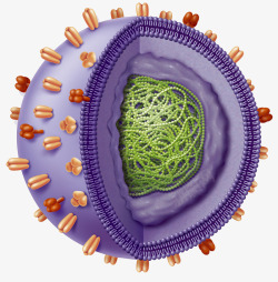 抗原人体病毒入侵图标高清图片