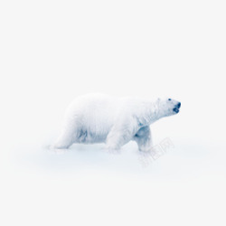 圣诞大熊圣诞节北极熊高清图片