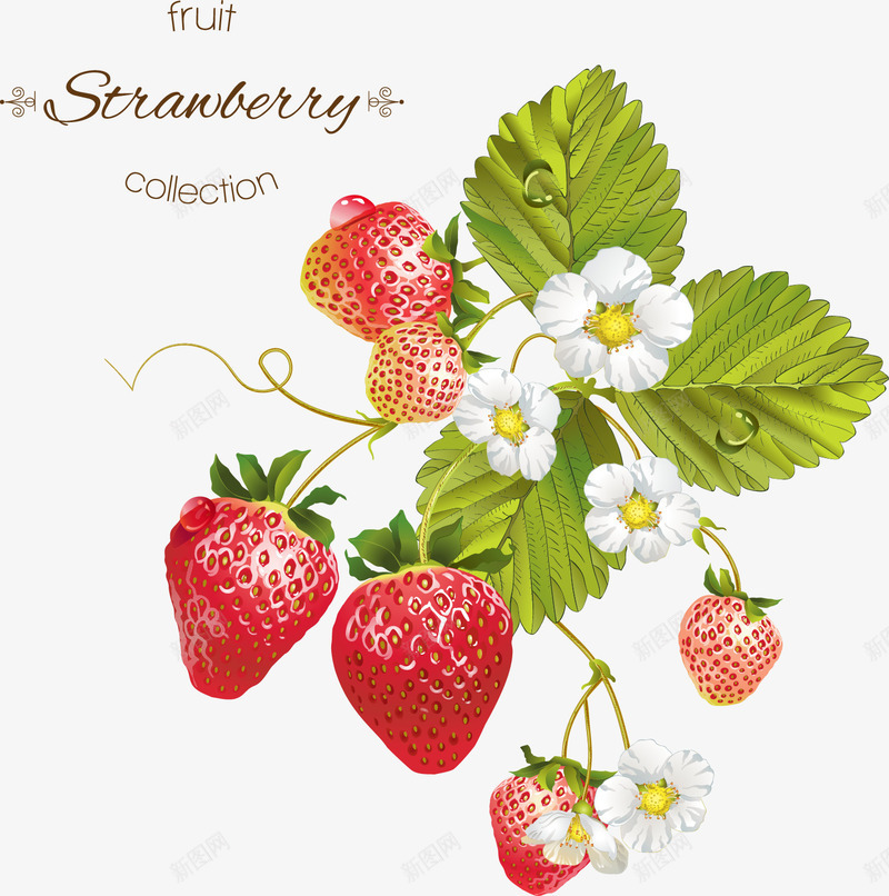 草莓叶矢量图eps免抠素材_新图网 https://ixintu.com 草莓 草莓叶 矢量图
