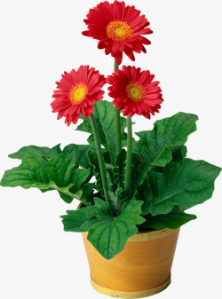 红色盆栽盆栽红色花朵绿叶高清图片