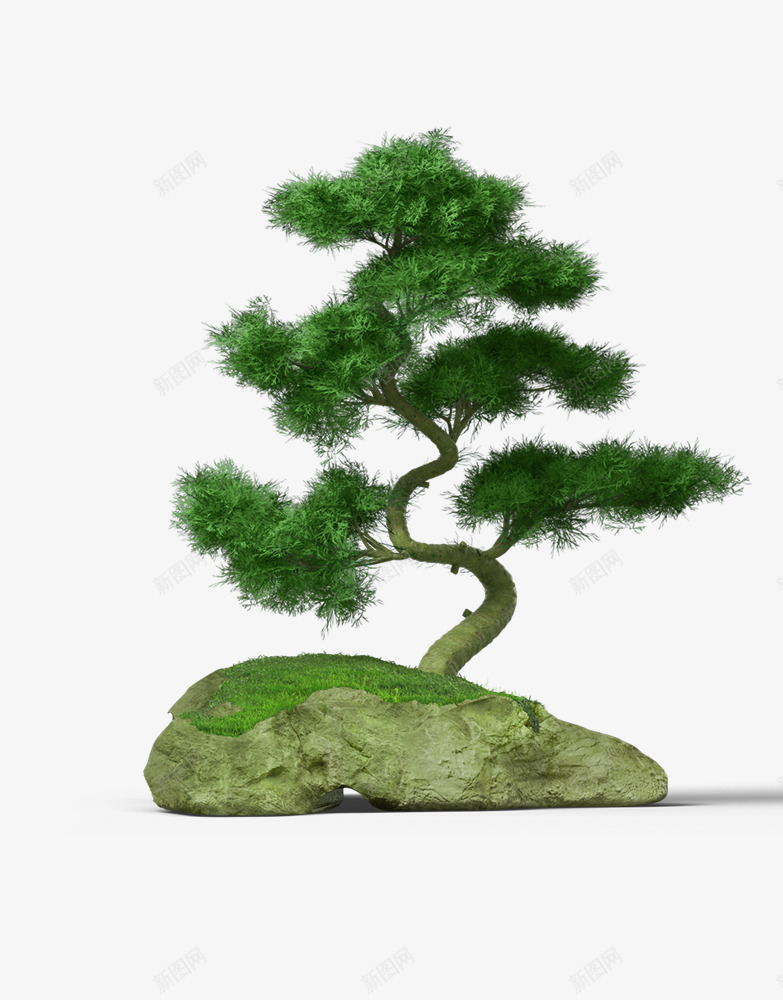 杉树png免抠素材_新图网 https://ixintu.com 杉树 树 植物 盆栽