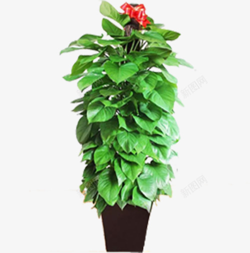 绿植盆栽psd免抠素材_新图网 https://ixintu.com 大植物 海报 淘宝 盆栽 绿植