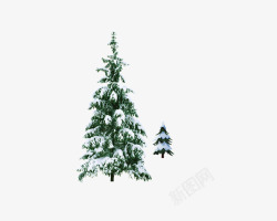 落满积雪的松树素材