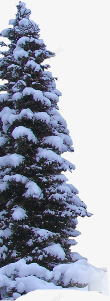 冬季圣诞节雪景植物png免抠素材_新图网 https://ixintu.com 冬季 圣诞节 植物 雪景