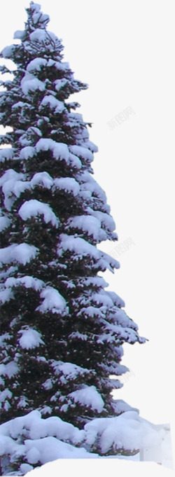 冬季圣诞节雪景植物素材