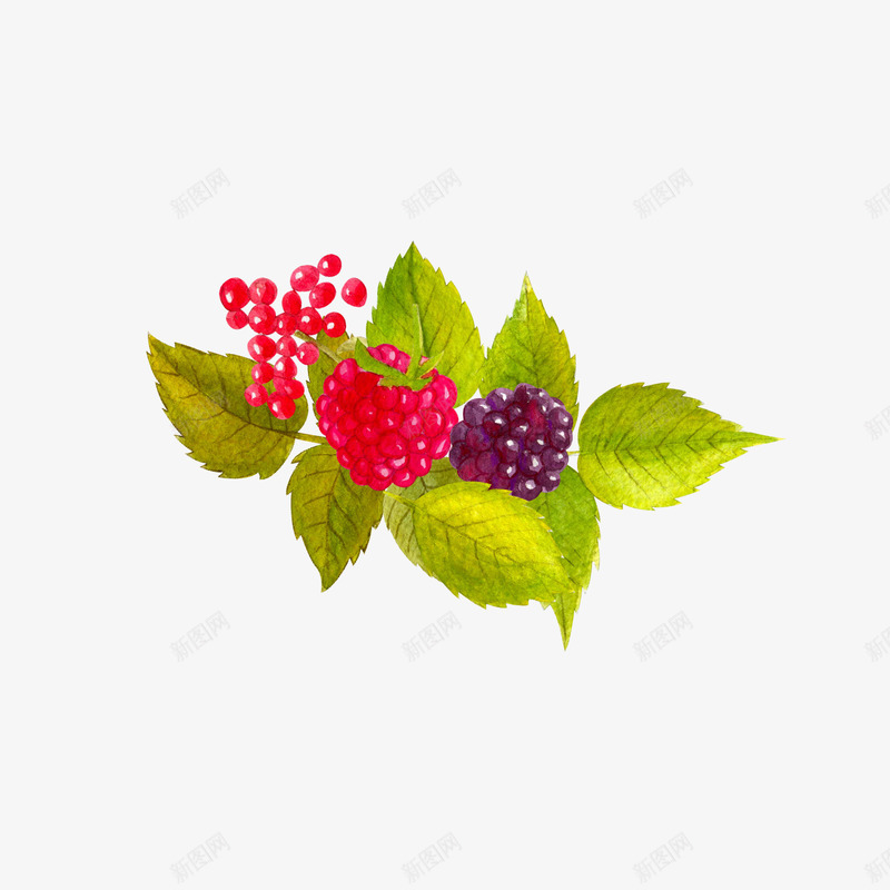 手绘植物野草莓png免抠素材_新图网 https://ixintu.com 小野果 手绘植物野果 手绘野草莓 紫色 红色 绿叶