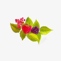 手绘植物野草莓素材