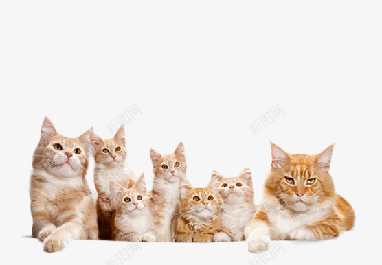 可爱得猫咪片png免抠素材_新图网 https://ixintu.com 可爱的小猫一家人 圣诞节装饰图片 毛茸茸的小动物图片 猫咪背景图片