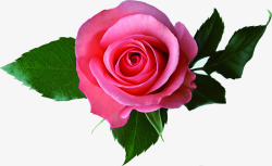 粉色玫瑰七夕卡片素材
