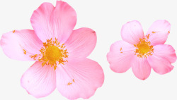 桃花摄影摄影粉红色的桃花高清图片