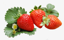 草莓叶子水里素材