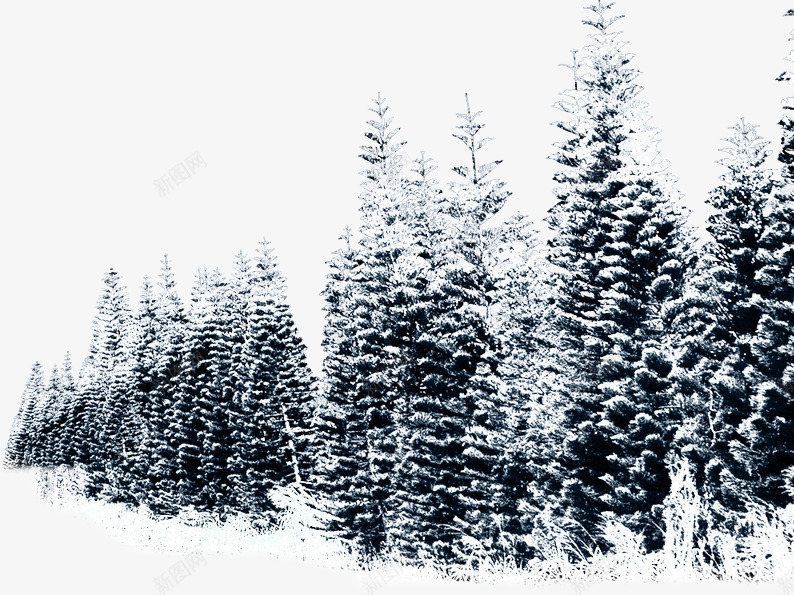一排柏树png免抠素材_新图网 https://ixintu.com 冬季 柏树 白色 积雪 雪景 雪花