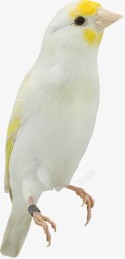 白色羽毛小鸟素材