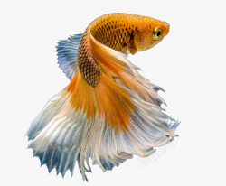 一条蓝色拉链羽毛尾巴的鱼高清图片