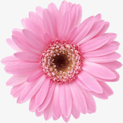 粉色菊花植物素材