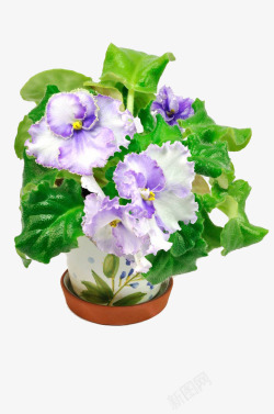 淡紫色植物紫罗兰盆栽高清图片