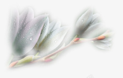 透明模糊花朵水珠装饰素材