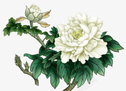 白色菊花手绘植物素材