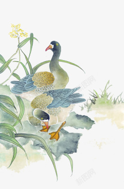 中国风的鸭子水墨鸭子国画图高清图片