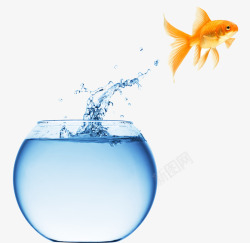 金鱼鱼缸图片跳跃鱼儿高清图片