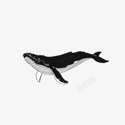 黑色鲸鱼手绘一只黑色座头鲸插画高清图片