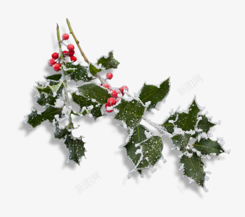 雪地里的圣诞树枝和红果png免抠素材_新图网 https://ixintu.com 圣诞树枝 圣诞装饰 红果 雪地