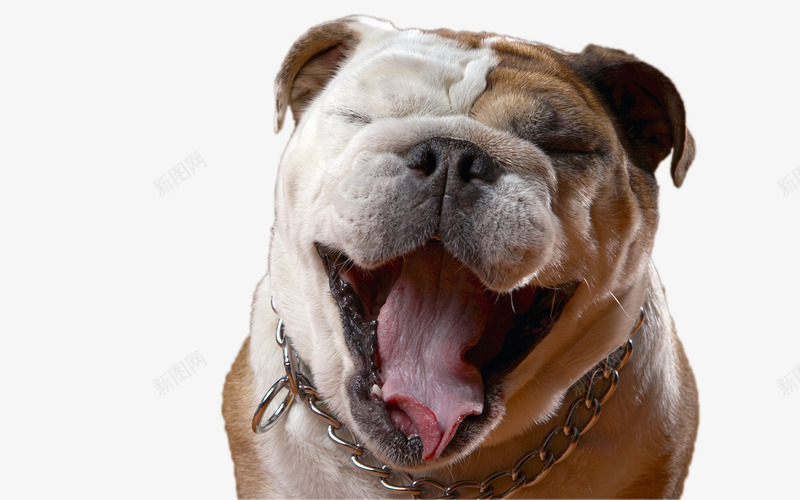 大笑的小狗实物图png免抠素材_新图网 https://ixintu.com 动物 可爱的 大笑的 实物图 小狗 搞笑的 表情