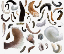 多种动物多种尾巴高清图片