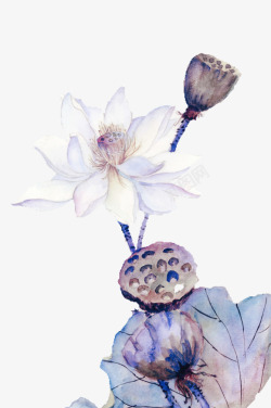 白色莲花莲蓬彩绘植物素材