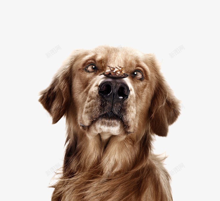 奇怪表情的狗png免抠素材_新图网 https://ixintu.com 奇怪表情的狗 斗鸡眼 有表情的狗 狗 翻白眼 翻白眼的狗