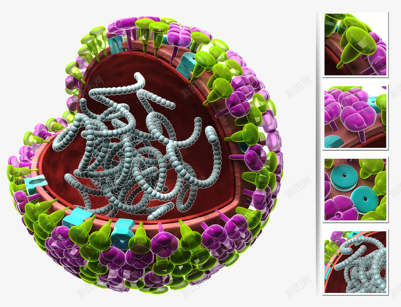 病毒细胞png免抠素材_新图网 https://ixintu.com 抗体 核糖核酸 病毒细胞 胆固醇