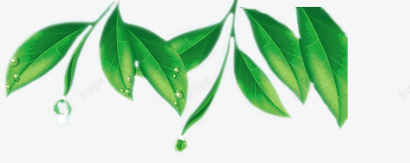 滴水的茶叶png免抠素材_新图网 https://ixintu.com 叶子 嫩叶 绿叶 绿油油的叶子 茶叶