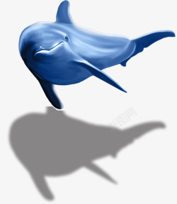 高清海豚海豚高清图片