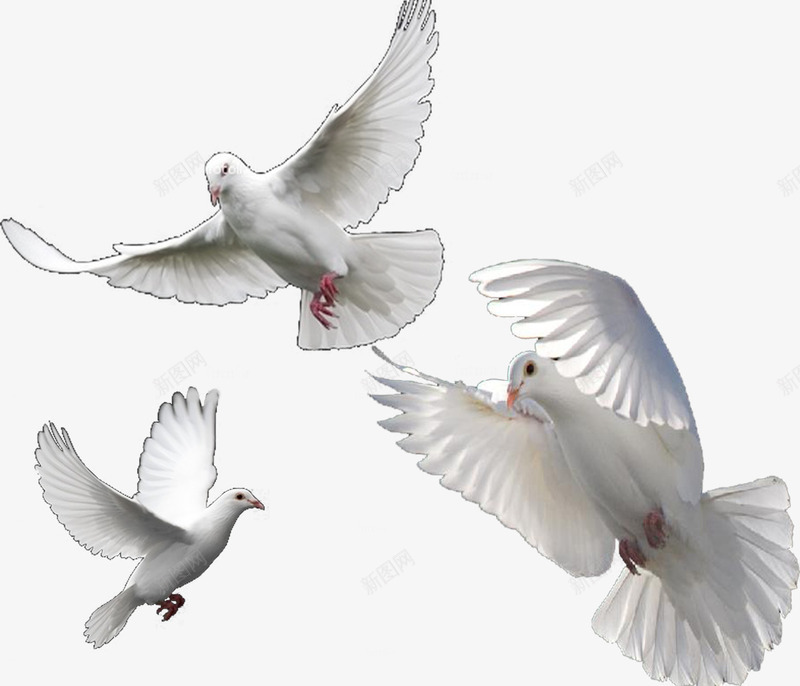 和平的鸽子png免抠素材_新图网 https://ixintu.com 和平 白色 白鸽 羽毛 飞鸟