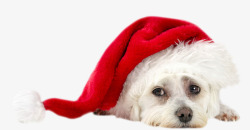 戴帽子的圣诞狗狗素材